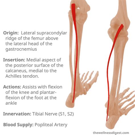 Plantaris Muscle: Back Of The Knee Pain - The Wellness Digest