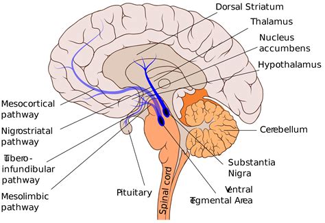 Soubor:Nigrostriatal pathway.svg – WikiSkripta