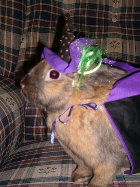 Bunny Halloween Costume - so cute! #bunny #careatcare | Pet rabbit clothes, Pet halloween ...