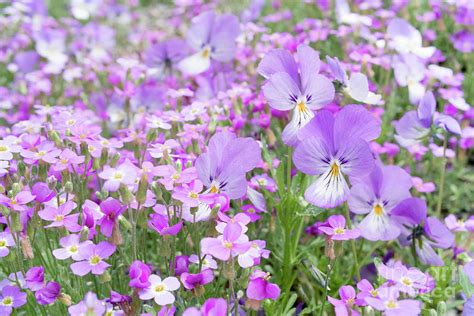 Pink garden flowers Photograph by Elena Elisseeva - Fine Art America