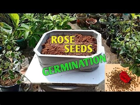 ROSE GERMINATION STRATIFICATION SEEDS (WITH UPDATES) - YouTube