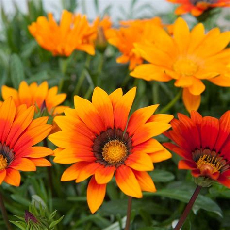 Buy 40 plus 20 FREE plug plants Gazania Sunburst Mixed: £24.99 Delivery by Crocus