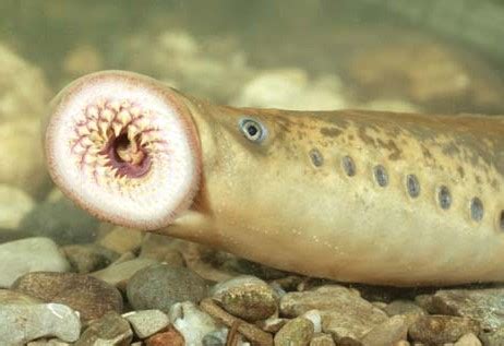 15 Strange Animals You Wouldn't Believe Actually Exist - When In Manila