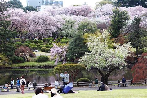 Cherry Blossom Reports 2023 - Tokyo: Petals Starting To Fall