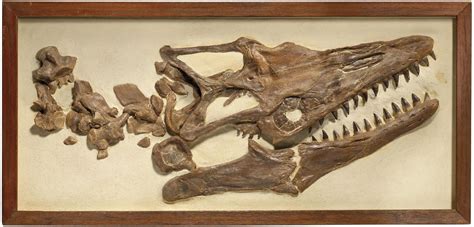 A FRAMED MOSASAUR SKULL, KANSAS, USA | Christie’s