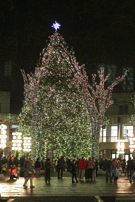 Faneuil Hall Christmas Tree | News | The Harvard Crimson