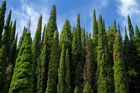 Cypress Tree Care and Maintenance for Optimal Growth – SavATree