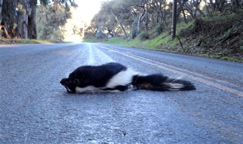 Wildlife Emergency Services blog: Skunk Season