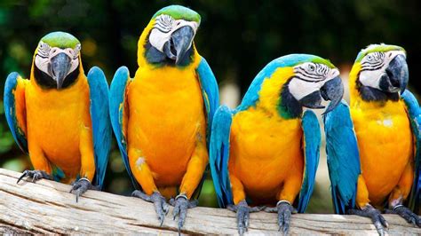 Macaw Parrot Wallpapers - Wallpaper Cave