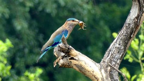 Bird eating an Insect - YouTube