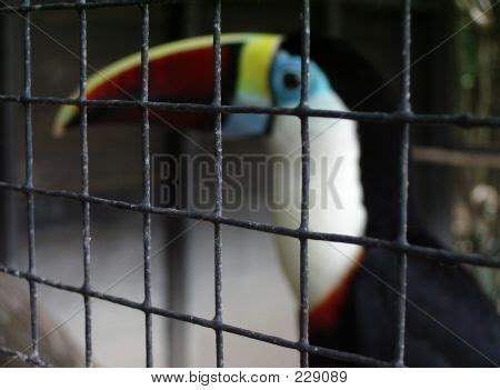 Toucan Cage Image & Photo (Free Trial) | Bigstock