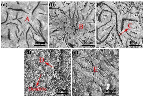 Microstructure of gray cast iron base metal and bionic unit – ZHY Casting