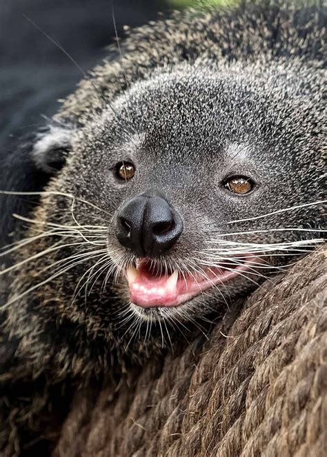 74 Scary and Creepy Animals (That Actually Exist) #bearcat #animals #everywherewild Binturong ...