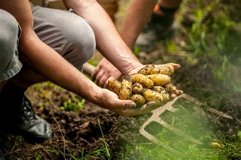 When to Harvest Potatoes | Kellogg Garden Organics™