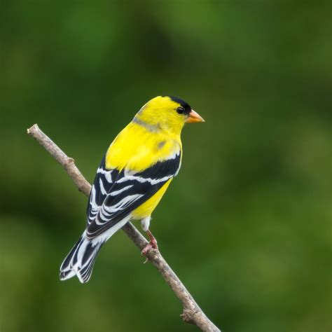 Finches - All About Delightful Tiny Birds (with photos)