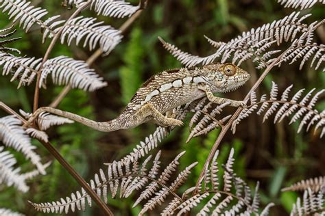 Can A Chameleon Turn Any Color? - ReptileStartUp.com