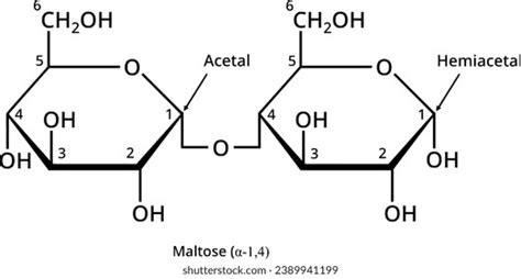 Reducing Sugar Maltose Disaccharide Biochemistry Stock Vector (Royalty ...