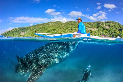 Fajarv: Swimming With Whale Sharks Leyte