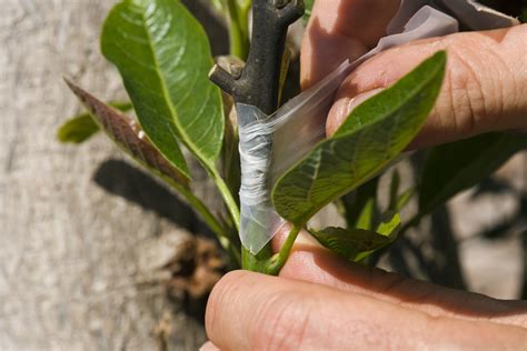 Learning An Approach Plant Graft