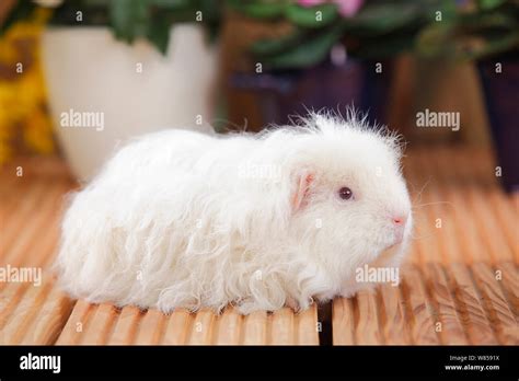 Merino Guinea Pig Stock Photo - Alamy