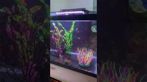 Successful Dwarf seahorse Tank set up - The Simpler the Better - Quick Overview - YouTube