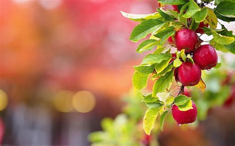 Kashmir Apple Garden Wallpaper | Fasci Garden