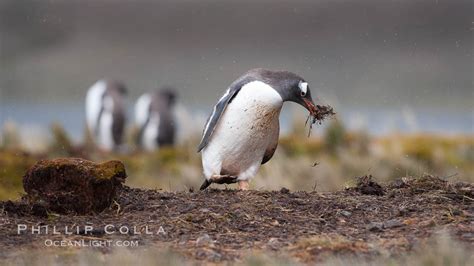 , Pygoscelis papua photo, Godthul, South Georgia Island, #24753