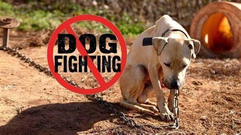 53 dogs seized in dog fighting ring bust in Lansing, Michigan • Pet ...