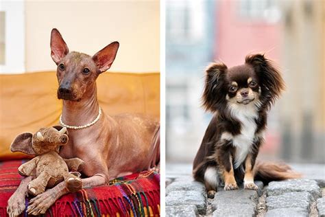 Mexican Dog Breeds: Xoloitzcuintli and Chihuahua