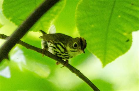 Ovenbird | Tyler Arboretum