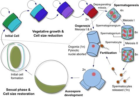 The life cycle of a centric diatom. The average cell size of a... | Download Scientific Diagram