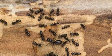 Different kinds of black ants | Western Exterminator