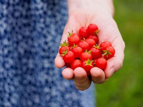 Tomato Varieties: Your Complete Guide to 76 Incredible Varieties of Tomatoes - Minneopa Orchards