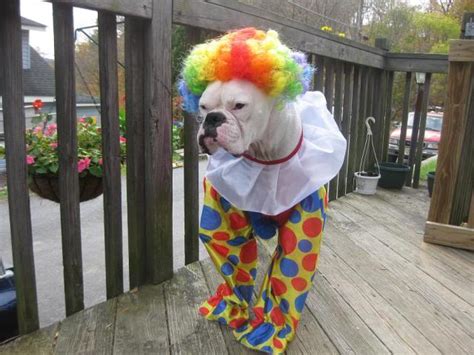 12 Costumes That Prove Why Boxer Dogs Always Win At Halloween