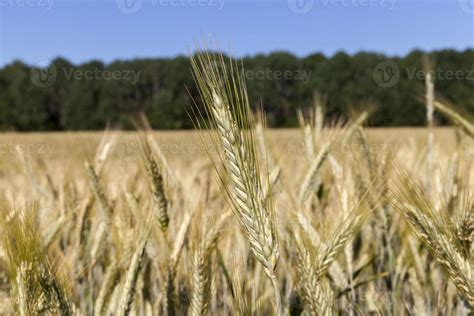 spikelets of wheat 9753461 Stock Photo at Vecteezy