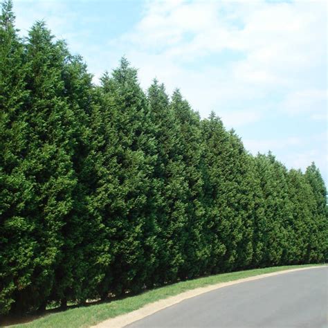 Leyland Cypress Trees for Sale – FastGrowingTrees.com