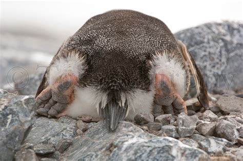 Gentoo Penguin & Chicks – Tom Murphy Photography