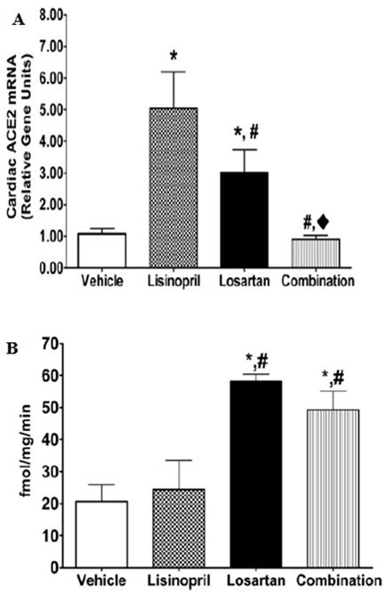 Figure 17. A. Expression of ACE2 genes in Lewis rats after 12 days of ...