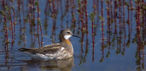 Red-necked Phalarope | Audubon Field Guide