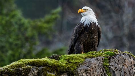 animals, Nature, Wildlife, Eagle, Birds, Moss, Bald Eagle Wallpapers HD / Desktop and Mobile ...