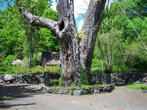 300 Year Old Tree Free Stock Photo - Public Domain Pictures