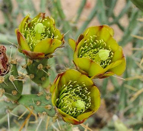 Cylindropuntia arbuscula