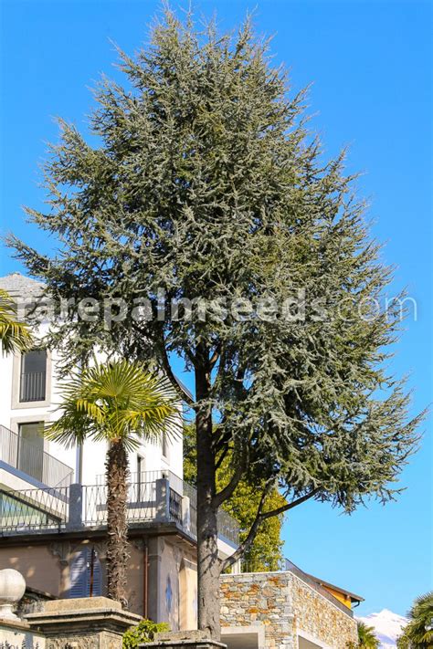 Cedrus atlantica 'Glauca' – Blue Atlas Cedar – Buy seeds at rarepalmseeds.com