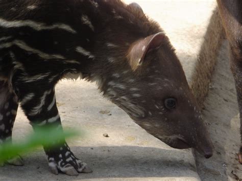 Tapir baby portrait - ZooChat