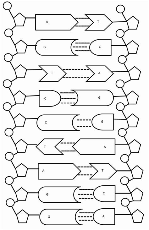 30++ Dna Replication Coloring Worksheet – Worksheets Decoomo