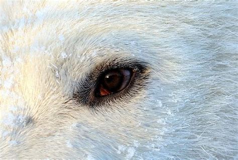 DSC_2047 Walker the Polar Bear eye close up | Polar bear, Polar, Bear