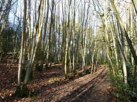 What is Coppicing? How to Coppice for Firewood