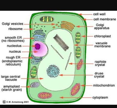 Plant Cell Model Labeled Parts