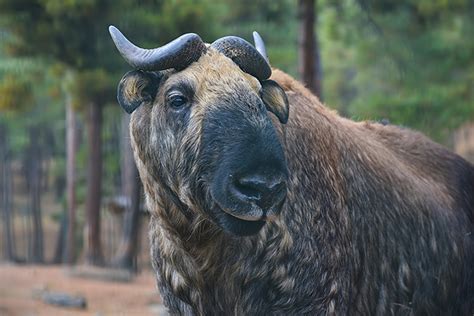 The Legend of Takin - National Animal of Bhutan | Go Bhutan Tours