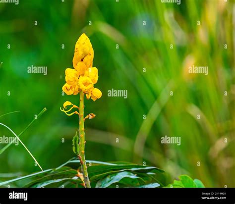 Senna Alata flower in the garden blooming Stock Photo - Alamy